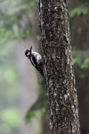 오색딱따구리 from Diedorf, Deutschland on 2020년 05월 14일... by Simon Eisele · iNaturalist 오색딱따구리 (Dendrocopos major)