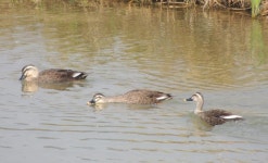 흰뺨검둥오리 from 대한민국 경상남도 거창군 거창읍 on 2012년 10월 14일 (일) by Rob Macfie · iNaturalist 흰뺨검둥오리 (Anas... 