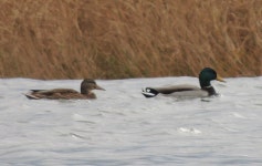 청둥오리 from 대한민국 경상남도 거창군 거창읍 on 2012년 11월 11일 (일) by Rob Macfie · iNaturalist 청둥오리 (Anas... 