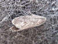 나비목 from 용곡한라비발디아파트 on 2020년 05월 18일 (월) by onidiras-iNaturalist · iNaturalist 나비목 (Order Lepidoptera)