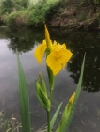 노랑꽃창포 from Great Britain, Nottingham, England, GB on... at 04:12 오후 by rocot30 · iNaturalist 노랑꽃창포 (Iris pseudacorus)
