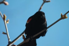 Agelaius phoeniceus from Forest Park, Springfield, MA, US on 2017년 04월 23일 (일) at 08:21 오전 by cafrigo · iNaturalist... 