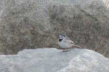 백할미새 from 대한민국 경상남도 거창군 거창읍 on 2012년 12월 02일 (일) by Rob Macfie · iNaturalist 백할미새 (Subspecies... 