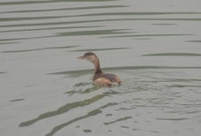 논병아리 from 대한민국 경상남도 거창군 거창읍 on 2012년 12월 02일 (일) by Rob Macfie · iNaturalist 논병아리 (Tachybaptus... 