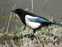 검은부리까치 from Pocatello, ID, USA on 2017년 05월 02일... 오후 by Grant Thomas · iNaturalist 검은부리까치 (Pica hudsonia)