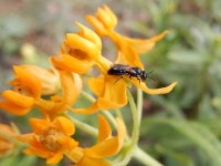 Hylaeus from Haverhill court Riverside on 2016년 05월 21일 (토) by cweirauch · iNaturalist Genus Hylaeus