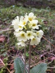 Primula elatior from Harghita, , Harghita, RO on 2017년 05월 06일 (토) at 10:47 오전 by Conrad Altmann · iNaturalist Primula... 