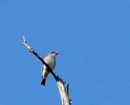 Contopus cooperi from North Admiral, Seattle, WA, USA on 2020년 06월 08일 (월) at 08:10 오후 by Rebecca Watson. Not great... 