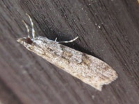 Scopariinae from 용곡한라비발디아파트 on 2020년 06월 15일 (월) at 06:20 오후 by onidiras-iNaturalist. UNKON · iNaturalist... 