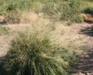 Sporobolus airoides from Clark County Wetlands Park on 2011년 08월 16일 (화) by Jason Eckberg · iNaturalist Sporobolus airoides