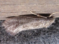 나비목 from 용곡한라비발디아파트 on 2020년 06월 17일 (수) by onidiras-iNaturalist. UNKON · iNaturalist 나비목 (Order... 