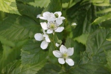 Rubus polonicus from Серпуховский р-н, Московская обл., Россия on 2020년 06월 17일 (수) at 04... 