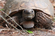 Gopherus polyphemus in 12월 2019 by Arthur Windsor. Seacrest Scrub Natural Area, PBC, FL · iNaturalist Gopherus polyphemus