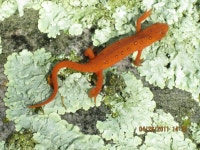 Notophthalmus viridescens viridescens from On the Appalachian Trail, south of Cove Mountain ~1 mile on 2011년 04월 26일 (화)... 