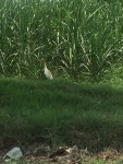 황로 from NH 709A, Meerut, Uttar Pradesh, IN on 2020년 06월 22일 (월) at 11:31 오전 by asthete_ya · iNaturalist 황로... 