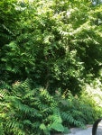 가죽나무 from Wien, AT-WI-WS, AT on 2020년 06월 22일 (월) at 05:00 오후 by alexcm · iNaturalist 가죽나무 (Ailanthus altissima)