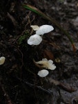 하얀선녀버섯 from Shady Shores, TX 76208, USA on 2020년 06월 24일 (수) at 09:23 오전 by Schyler Brown · iNaturalist... 