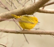 Setophaga petechia from 43 Chatfield St, Derby, CT 06418, USA on 2020년 05월 06일 (수) at 09:20 오전 by Steve King... 