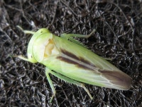 Koreocerus koreanus from 용곡한라비발디아파트 on 2020년 07월 01일 (수) by onidiras-iNaturalist · iNaturalist Koreocerus... 