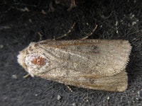 밤나방과 from 용곡한라비발디아파트 on 2020년 07월 01일 (수) by onidiras-iNaturalist. UNKON · iNaturalist 밤나방과 (Family... 