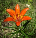 날개하늘나리 (Lilium pensylvanicum) · iNaturalist 날개하늘나리 (Lilium pensylvanicum)