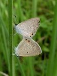Euchrysops cnejus from Joka, Kolkata, West Bengal 700139, India on 2018년 10월 14일 (일) at 10:37 오전 by Dr. Purab Chowdhury... 
