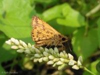 Ampittia dioscorides from Joka, Kolkata, West Bengal 700139, India on 2018년 10월 14일 (일) at 11:00 오전 by Purab Chowdhury... 