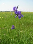 Iris sibirica from Козелецкий район, Черниговская область, Украина on 2007년 05월 24일... 