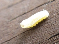 곤충강 from 용곡한라비발디아파트 on 2020년 07월 05일 (일) at 02:36 오후 by onidiras-iNaturalist. UNKON · iNaturalist... 