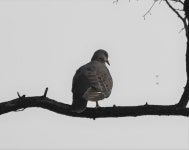 멧비둘기 from Icheon, Gyeonggi-do, South Korea on 2020년 06월 16일 (화) at 05:23 오후 by Amaël Borzée · iNaturalist... 