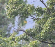 꾀꼬리 from Icheon, Gyeonggi-do, South Korea on 2020년 06월 16일 (화) at 05:30 오후 by Amaël Borzée · iNaturalist 꾀꼬리... 