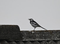 알락할미새 from Icheon, Gyeonggi-do, South Korea on 2020년 06월 16일 (화) at 07:06 오후 by Amaël Borzée · iNaturalist... 