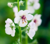 Verbascum blattaria from Laval, QC, Canada on 2020년 07월 10일 (금) by Pauline Brock · iNaturalist Verbascum blattaria