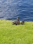 청둥오리 from Porsgrunn on 2020년 07월 13일 (월) at 01:37 오후 by raadar · iNaturalist 청둥오리 (Anas platyrhynchos)