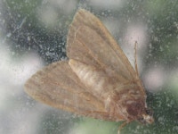 나비목 from 용곡한라비발디아파트 on 2020년 07월 15일 (수) by onidiras-iNaturalist. Underside https://www.inaturalist.org... 