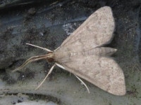 나비목 from 용곡한라비발디아파트 on 2020년 07월 15일 (수) by onidiras-iNaturalist. UNKON · iNaturalist 나비목 (Order... 