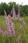 Rd, Windsor, ON N9C 4E8, Canada on 2015년 08월 08일 (토) at 09:56 오전 by Tom Preney · iNaturalist 기린국화 (Liatris spicata)
