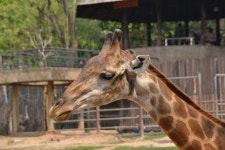 기린속 from 235 หมู่ที่ 7 Tambon Bang Phra... at 02:09 오후 by Luca Napelo · iNaturalist 기린속 (Genus Giraffa)