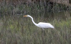 중대백로 from 505 Guana River Rd, Ponte Vedra Beach, FL 32082, USA on 2017년 05월 14일 (일) at 12:58 오후 by Donna Kaluzniak.... 