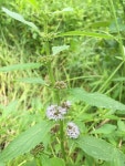 박하 from Albion, NE, US on 2020년 07월 14일 (화) at 12:42 오후 by Sarah Bailey · iNaturalist 박하 (Mentha arvensis)