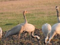검은목두루미 from Ekrukh, Maharashtra 413002, India on 2018년 11월 13일 (화) at 05:30 오후 by Rujuta Vinod · iNaturalist... 