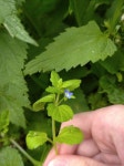 Veronica opaca from Тула, Тульская обл., Россия, 300053 on 2020년 07월 24일 (금) at 01:04 오후 by... 