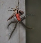 Phon Phisai 체크리스트 · iNaturalist Phon Phisai Check List