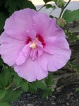 무궁화 from Kings Island, Mason, OH, US on 2020년 07월 26일... at 12:11 오후 by mbamis08 · iNaturalist 무궁화 (Hibiscus syriacus)