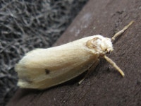 밤나방과 from 용곡한라비발디아파트 on 2020년 07월 29일 (수) by onidiras-iNaturalist. UNKON · iNaturalist 밤나방과 (Family... 