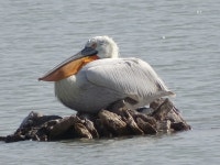사다새 in 2월 2018 by Rujuta Vinod · iNaturalist 사다새 (Pelecanus crispus)