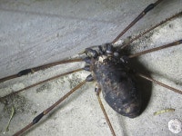 왕장님거미 from 부수문이고개 on 2020년 08월 01일 (토) at 03:47 오후 by onidiras-iNaturalist · iNaturalist 왕장님거미... 