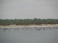 꼬마홍학 in 8월 2008 by Sara L Giles. There are two flamingo species here greater and lesser. This observation is for the... 