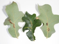 Macrodiplosis from Tarrant, Texas, United States on 2020년 07월 31일 (금) at 01:13 오후 by Kimberlie Sasan. Post oak... 