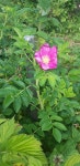 해당화 from Заречный on 2020년 08월 02일 (일) at 04:55 오후 by prutkina_lina · iNaturalist 해당화 (Rosa rugosa)